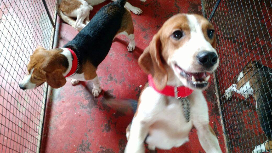 beagles-premier-bain-3