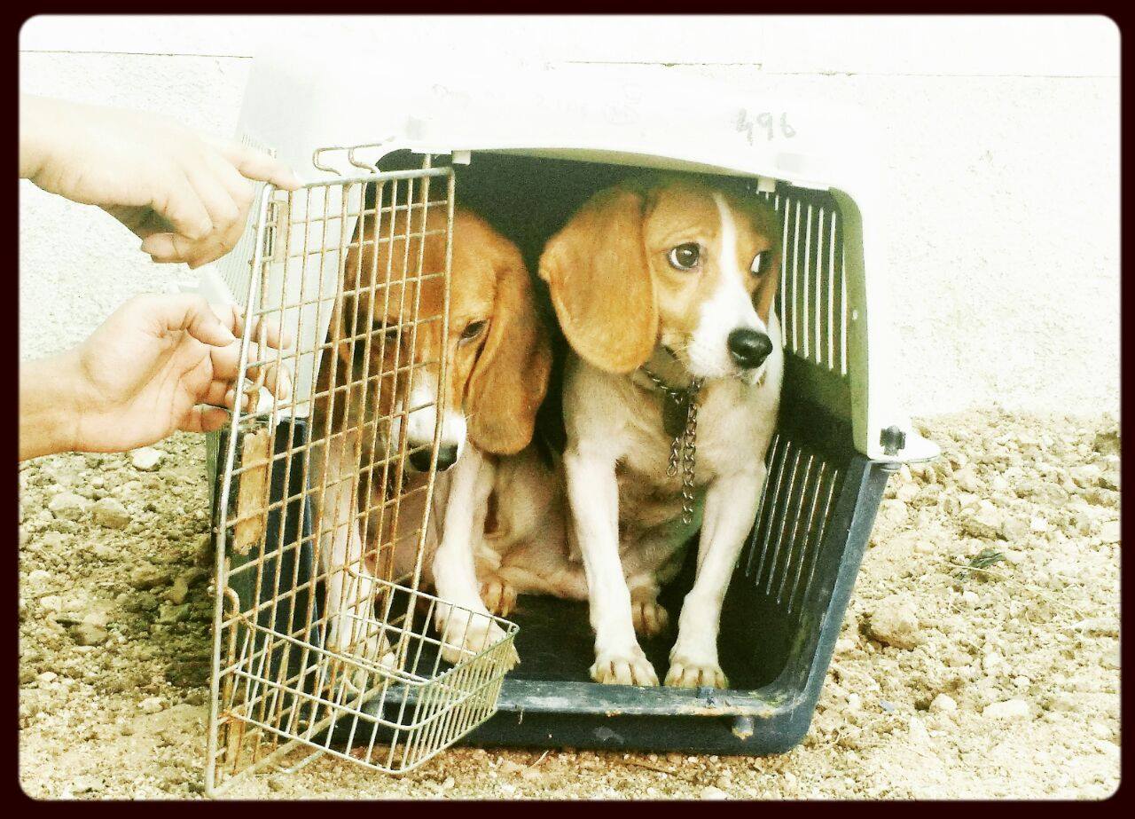 beagles-premier-bain-5