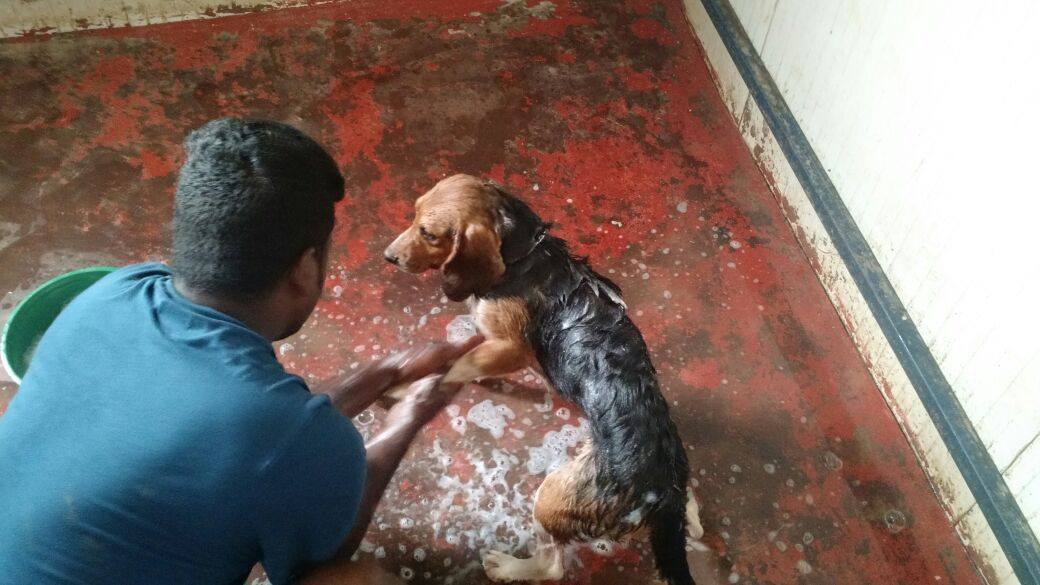 beagles-premier-bain-1