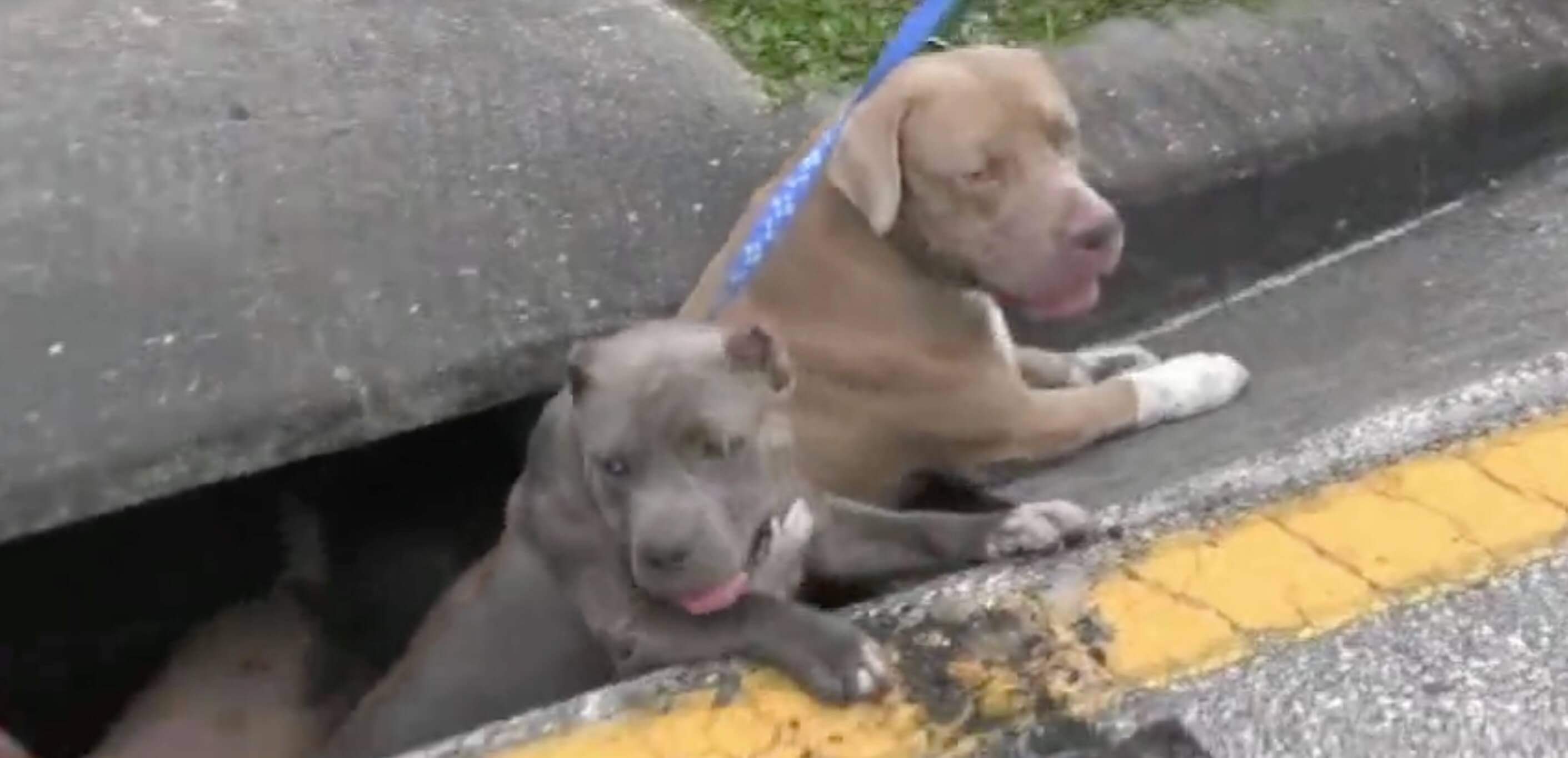 3-pitbulls-sauvetage-egout-3
