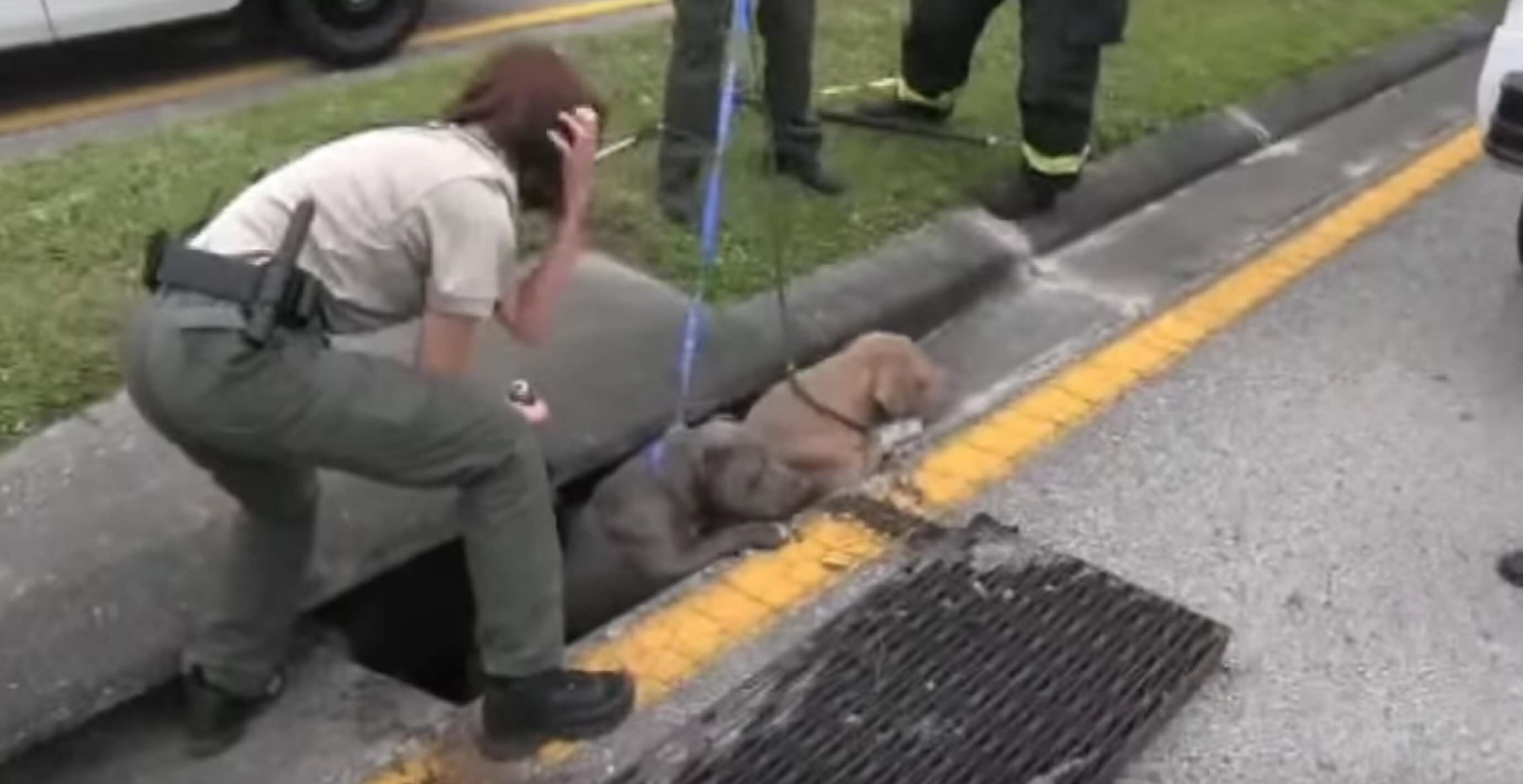 3-pitbulls-sauvetage-egout-4