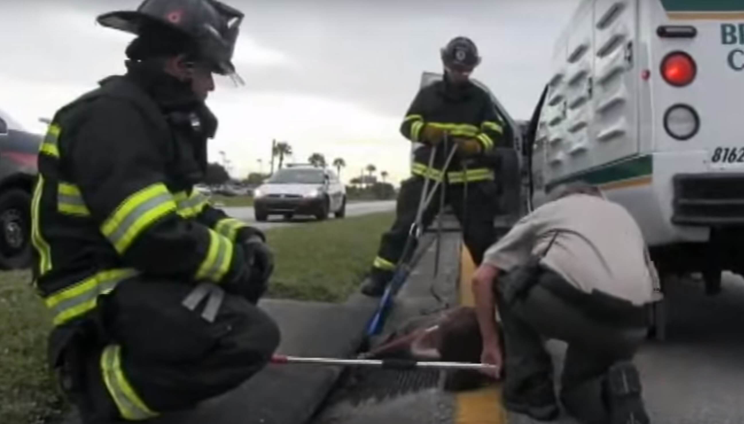 3-pitbulls-sauvetage-egout-7