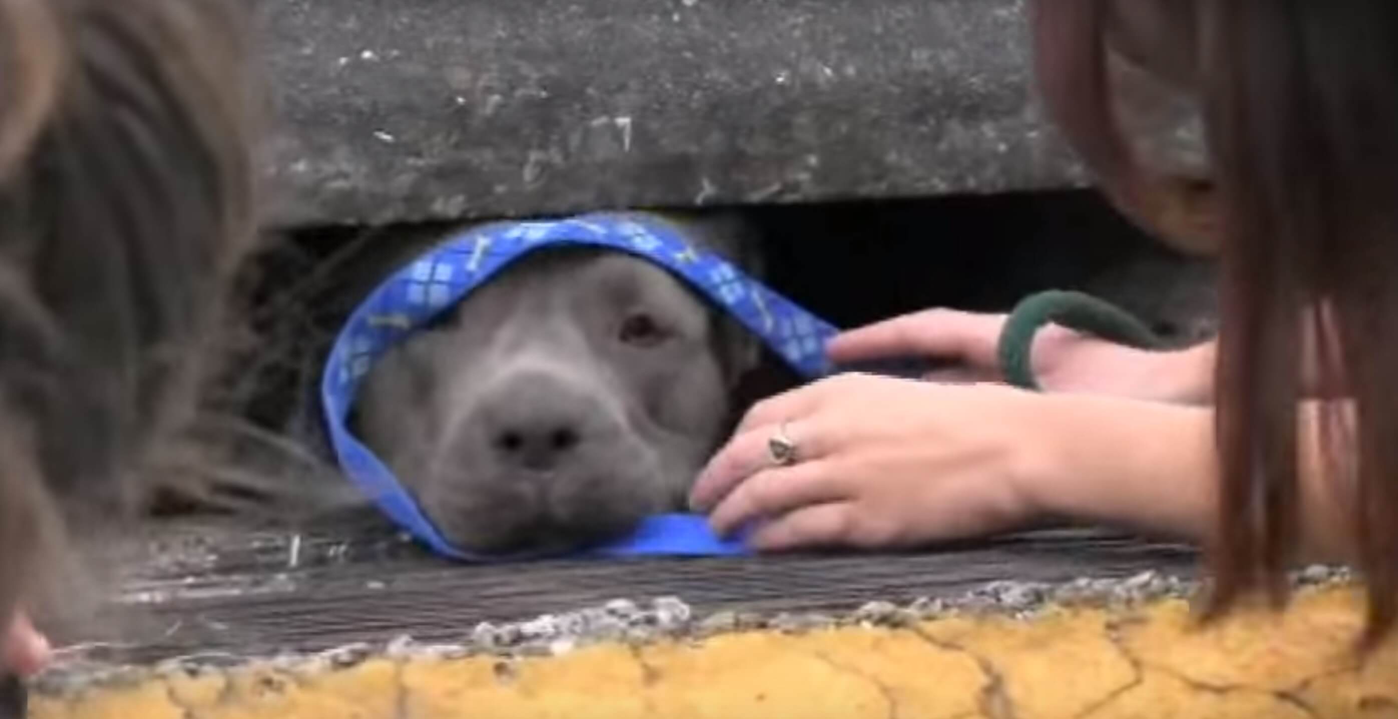 3-pitbulls-sauvetage-egout-10