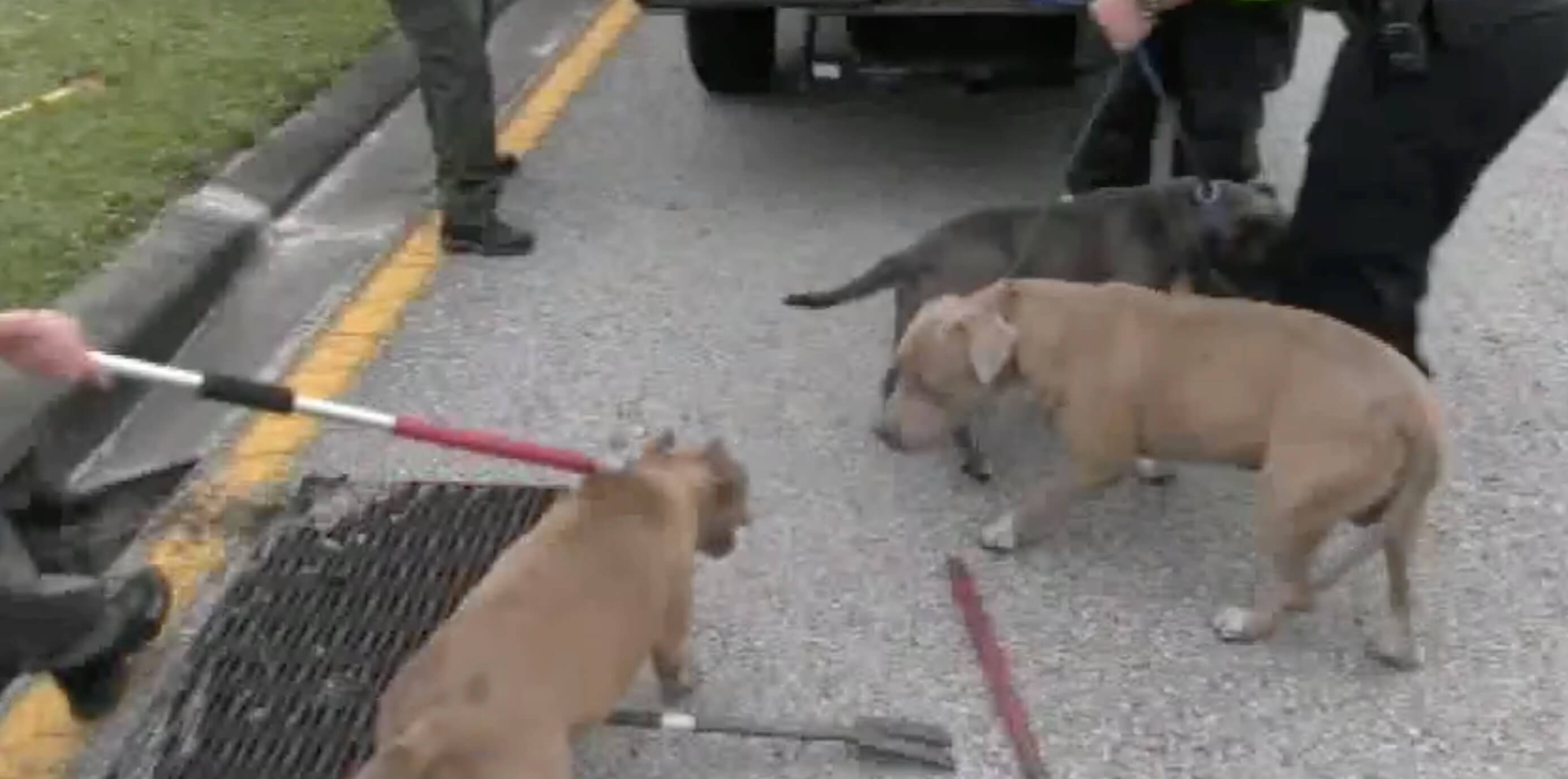 3-pitbulls-sauvetage-egout-5