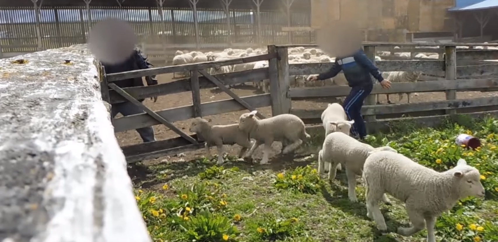 peta-scandale-laine-elevage-4