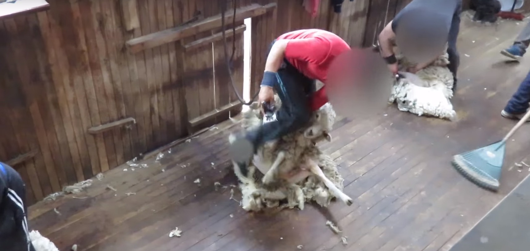 peta-scandale-laine-elevage-3