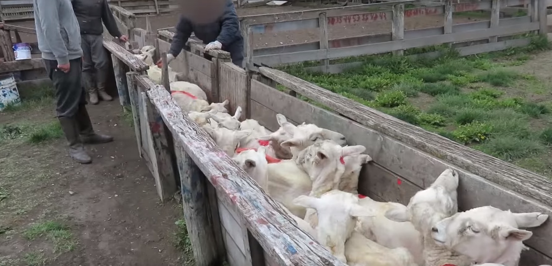 peta-scandale-laine-elevage-5