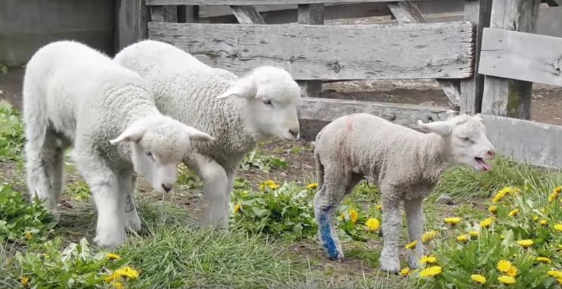 peta-scandale-laine-elevage-1