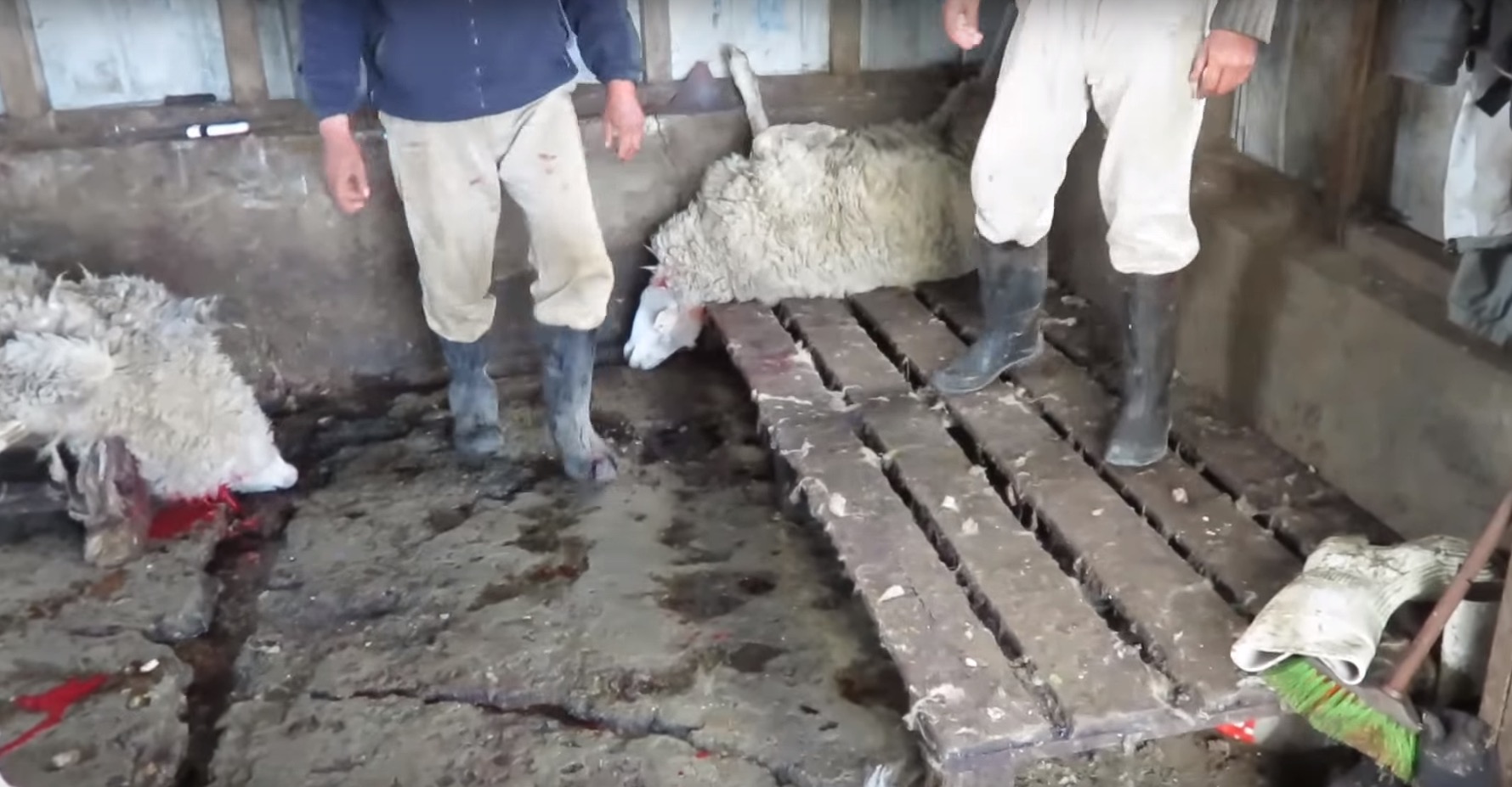 peta-scandale-laine-elevage-2