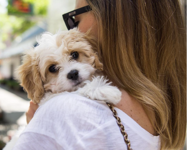 ameliorer-relation-chien-6