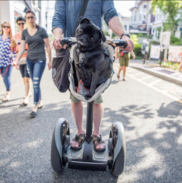 ameliorer-relation-chien-4