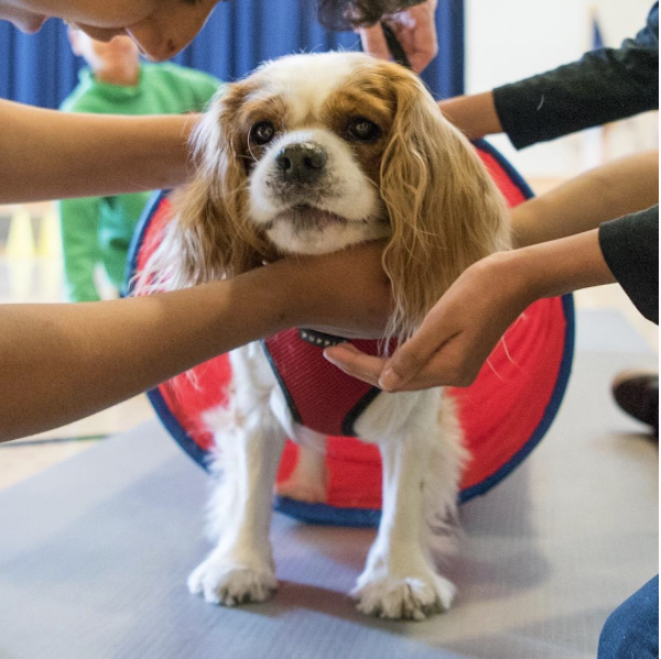 ameliorer-relation-chien-3