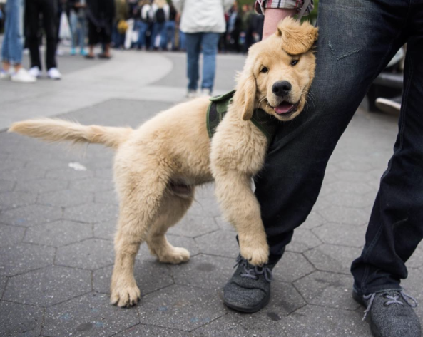 ameliorer-relation-chien-2