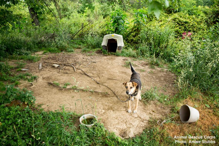 operation-dire-straits-10