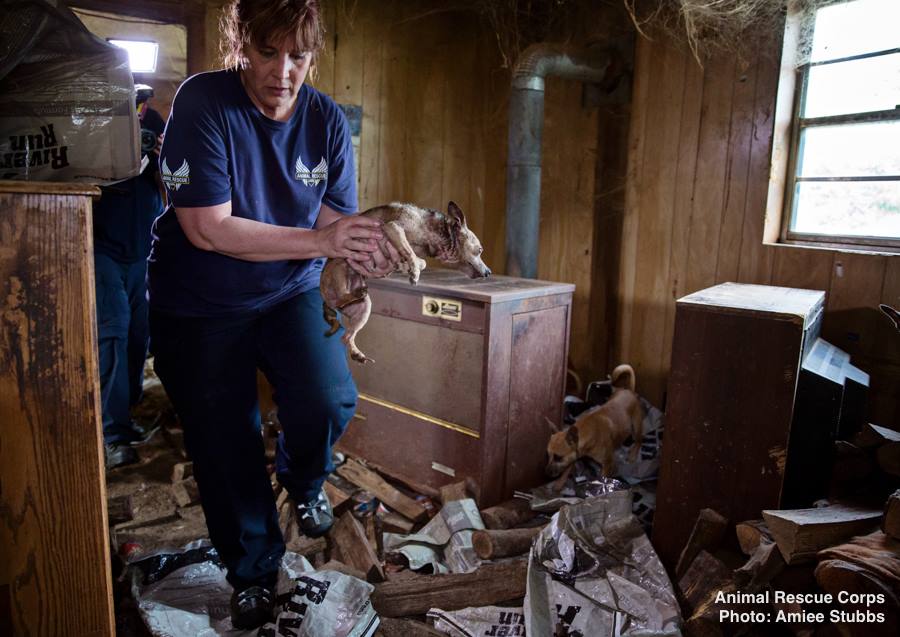 operation-dire-straits-1