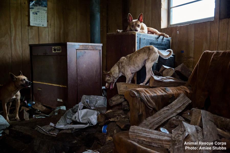 operation-dire-straits-6