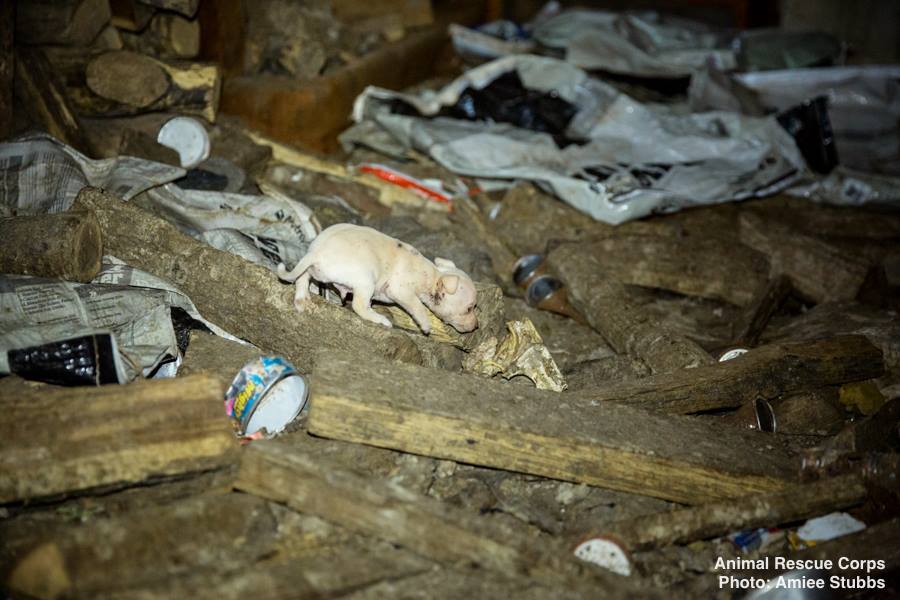 operation-dire-straits-8