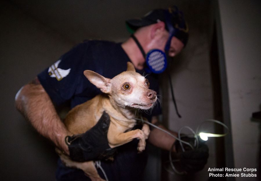 operation-dire-straits-3