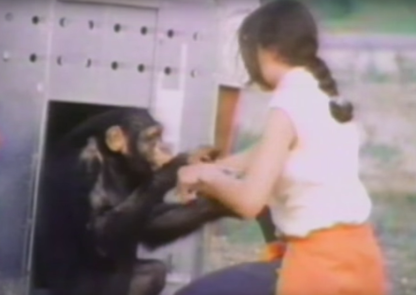chimp-hug-1