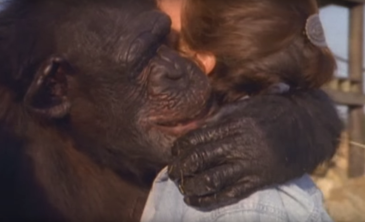 chimp-hug-6