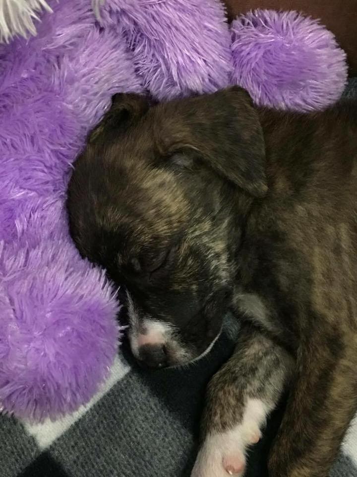 officier-chiot-devouement-4