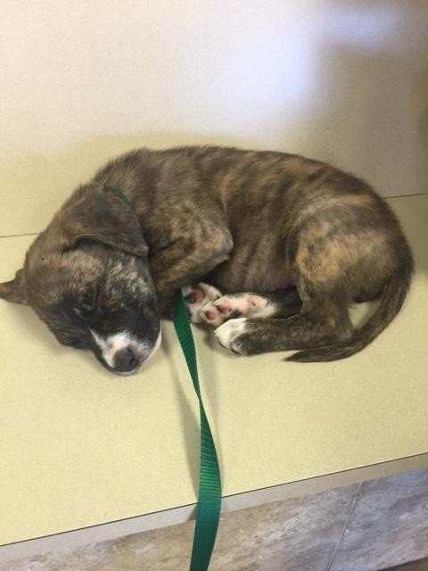 officier-chiot-devouement-1