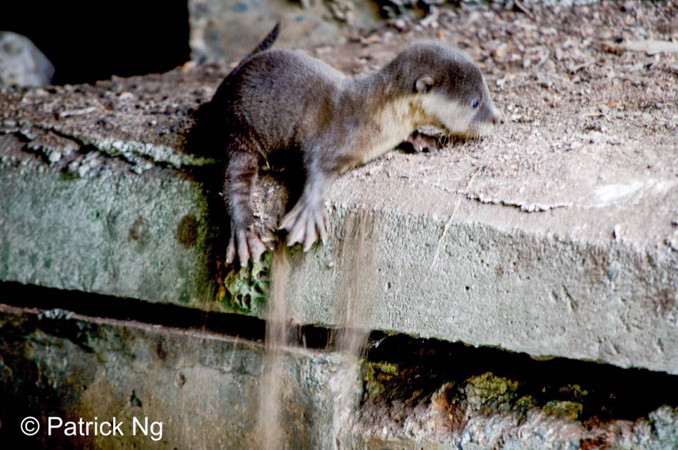 toby-otter-rescue-10
