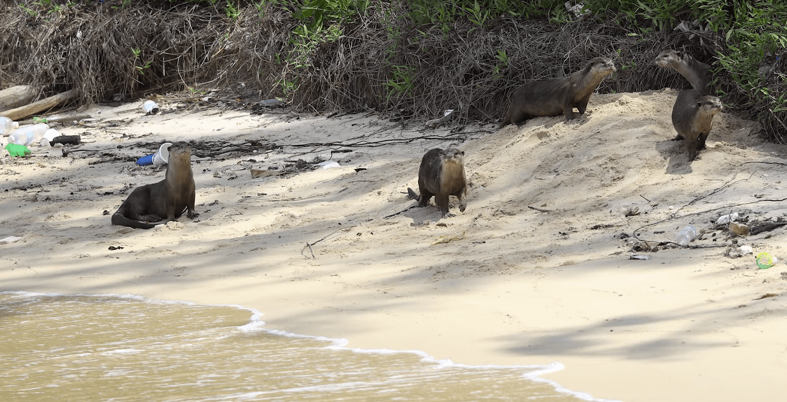 toby-otter-rescue-12