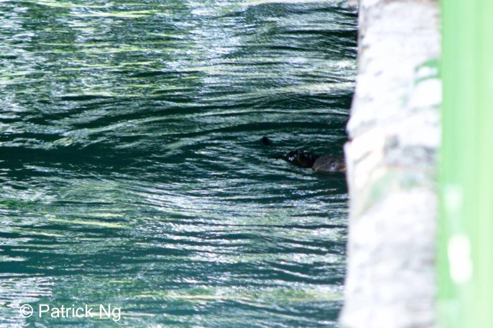 toby-otter-rescue-11