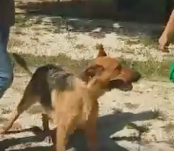 pet-alert-retrouvailles-direct-iris-2