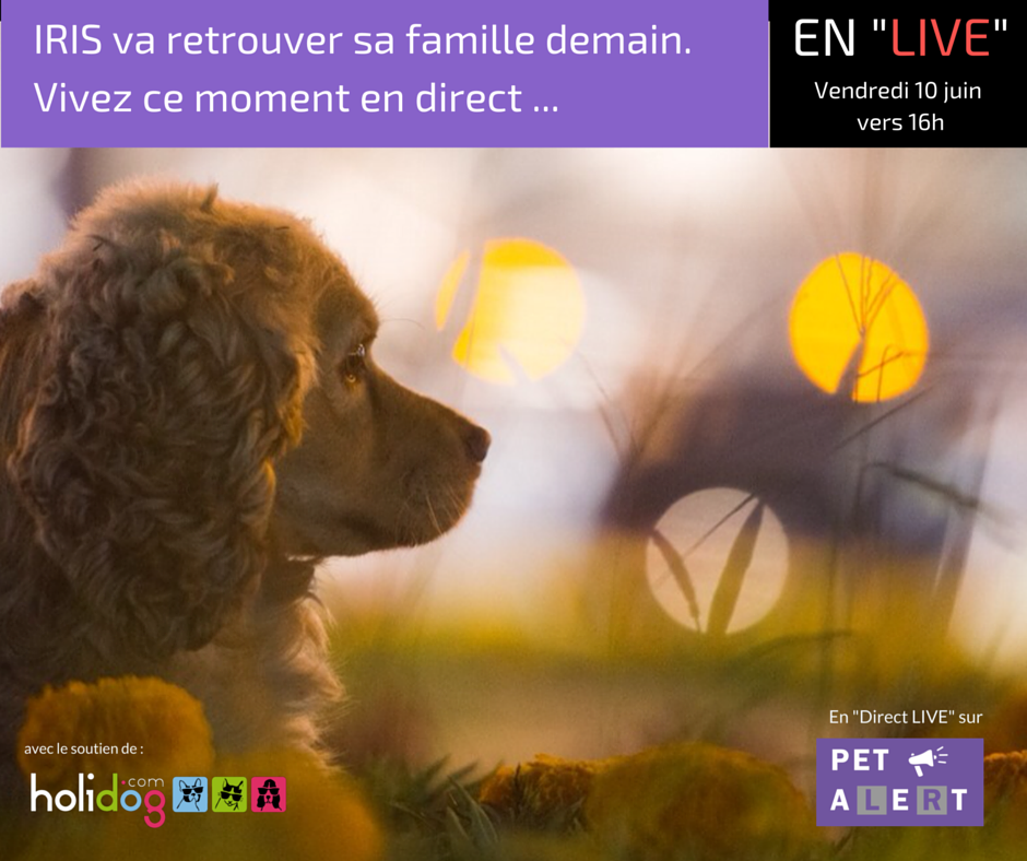 pet-alert-retrouvailles-direct-iris-1