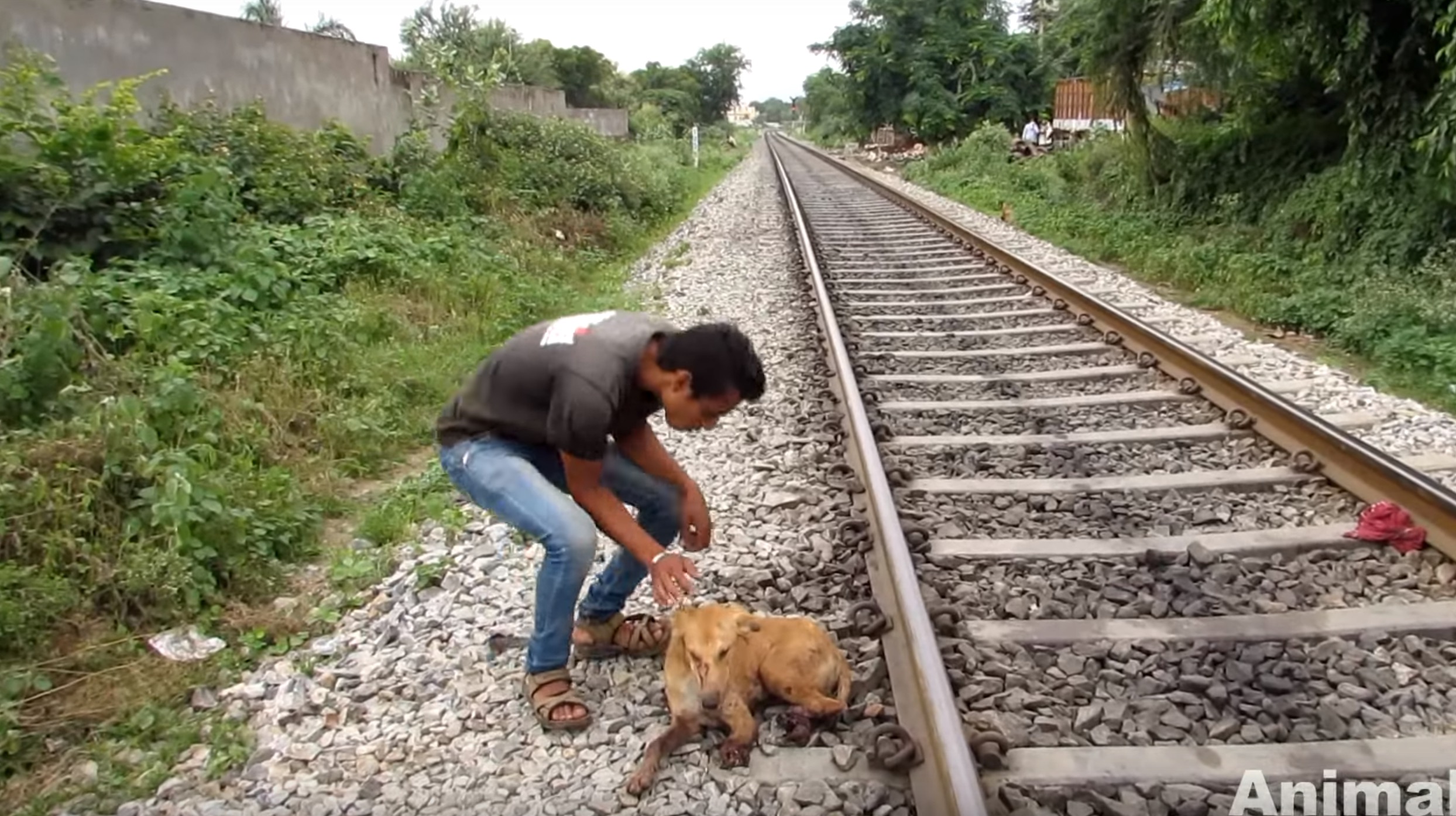 animal-aid-chien-train-blessures-7