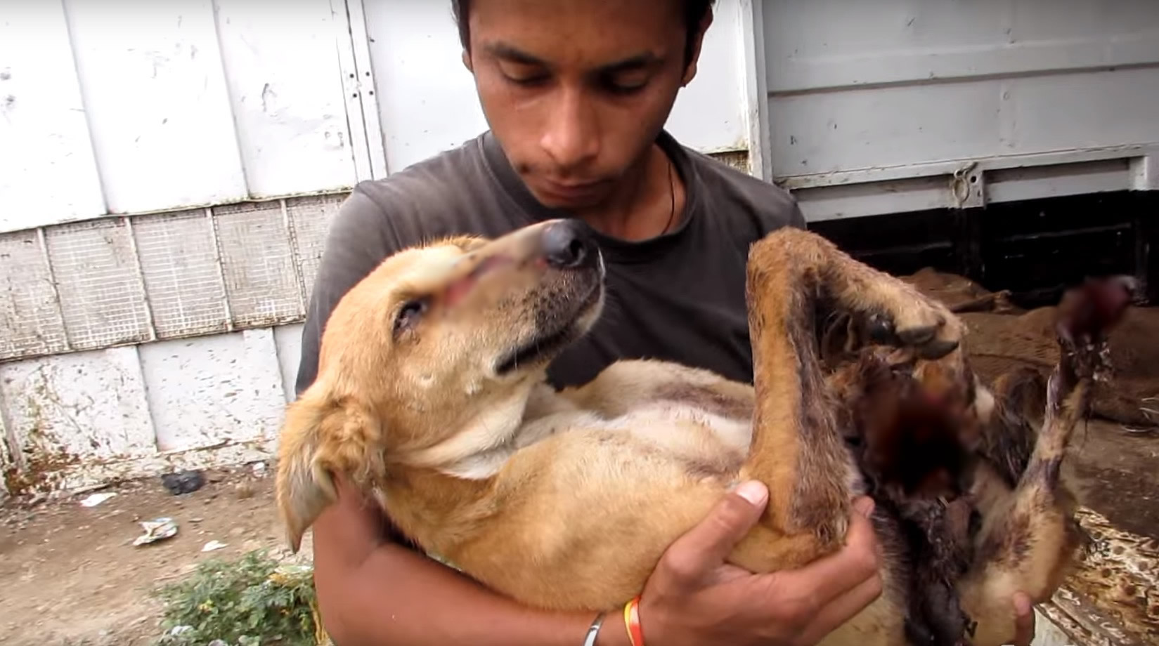 animal-aid-chien-train-blessures-4