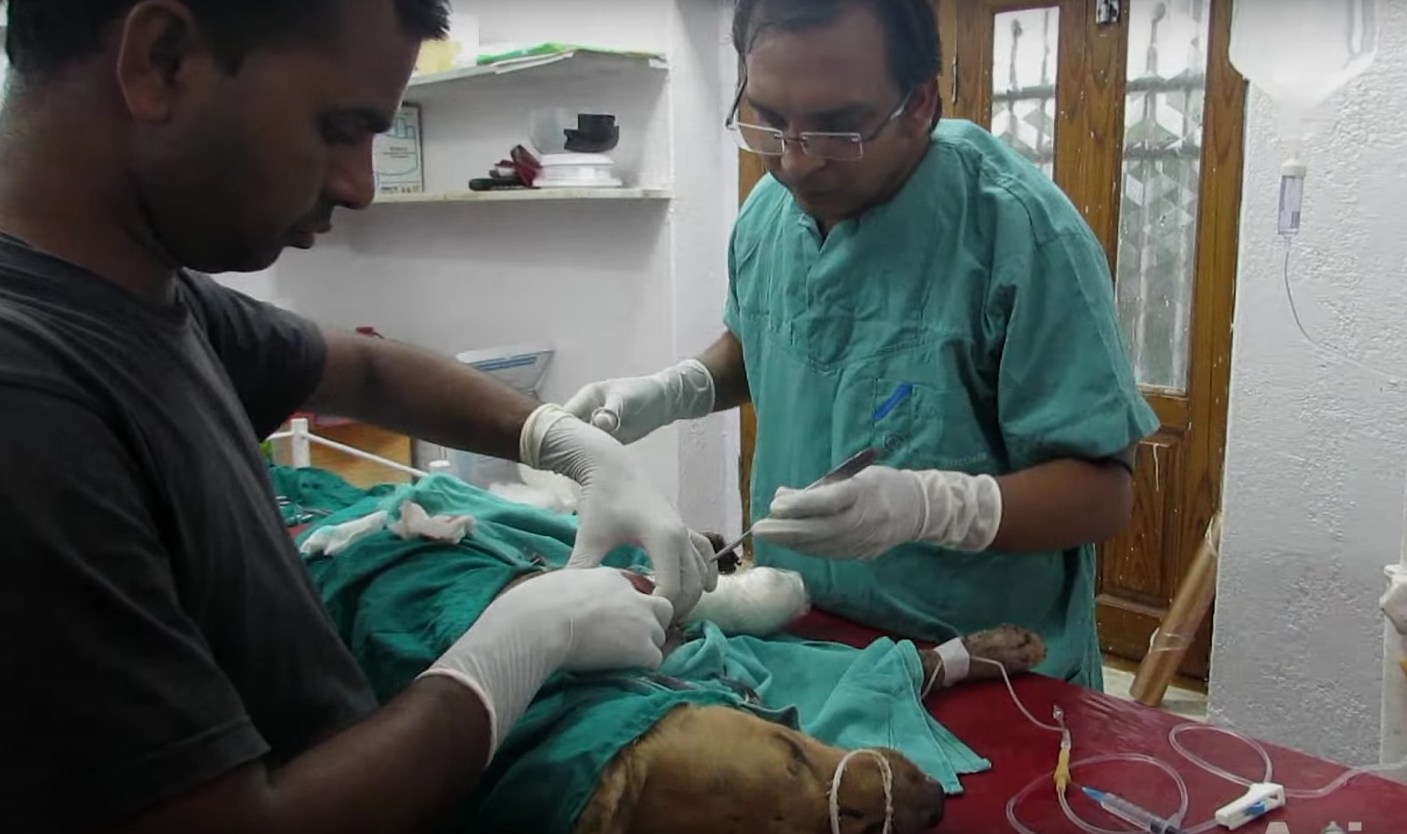 animal-aid-chien-train-blessures-6