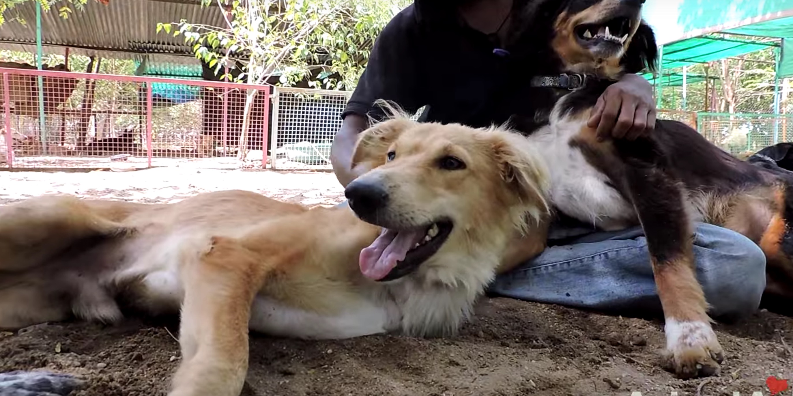 animal-aid-chien-train-blessures-9