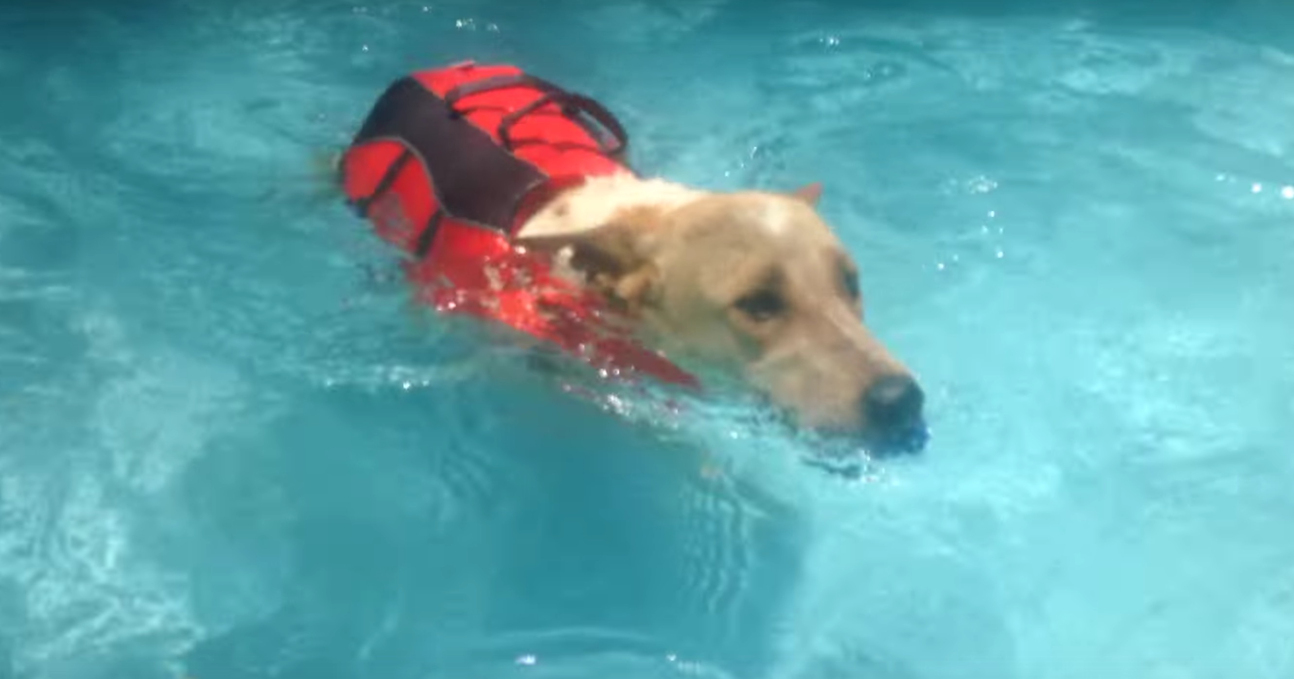 animal-aid-chien-train-blessures-16