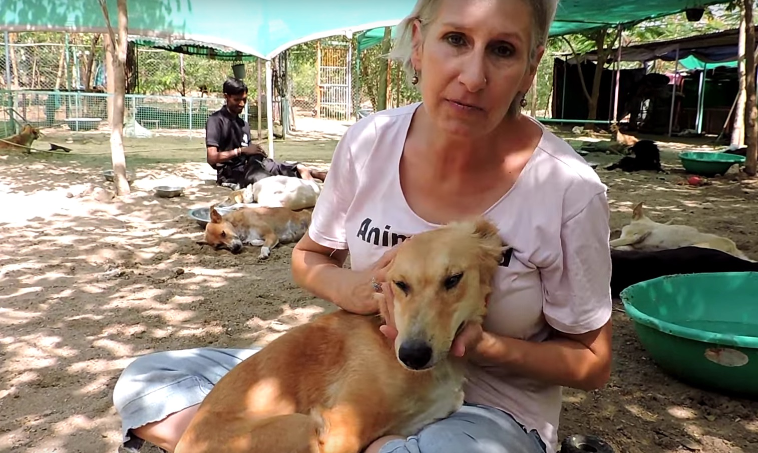 animal-aid-chien-train-blessures-5