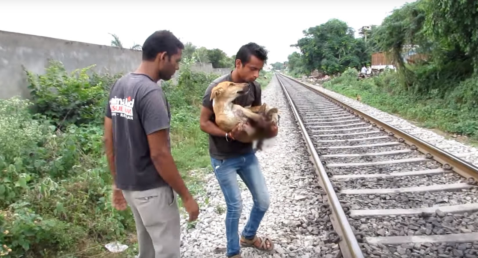 animal-aid-chien-train-blessures-3