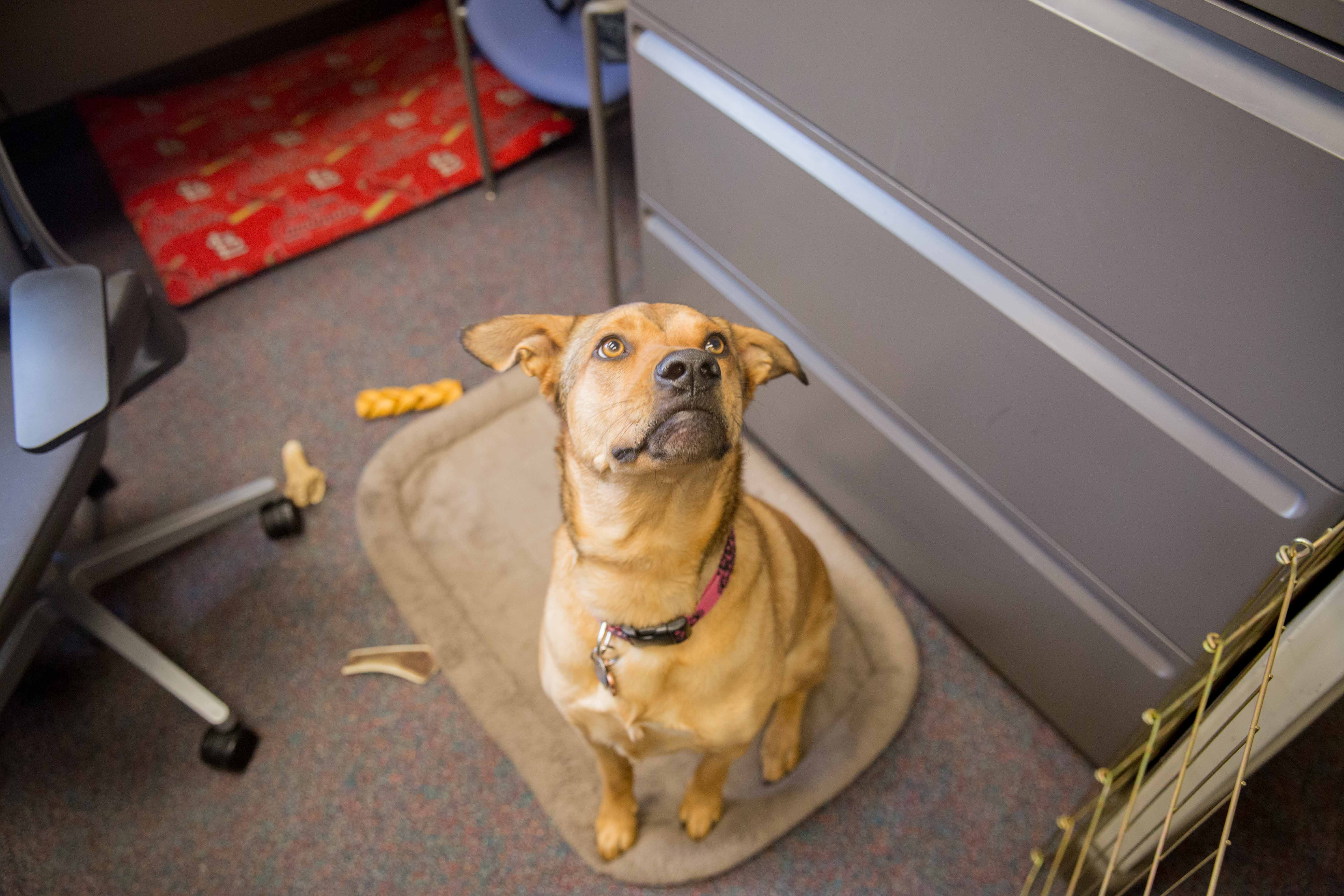 emmener-chien-travail-3