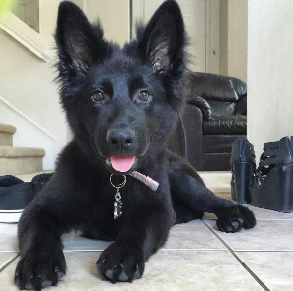 28 Of The Cutest German Shepherd Pups You'll Ever Meet BowWow Times