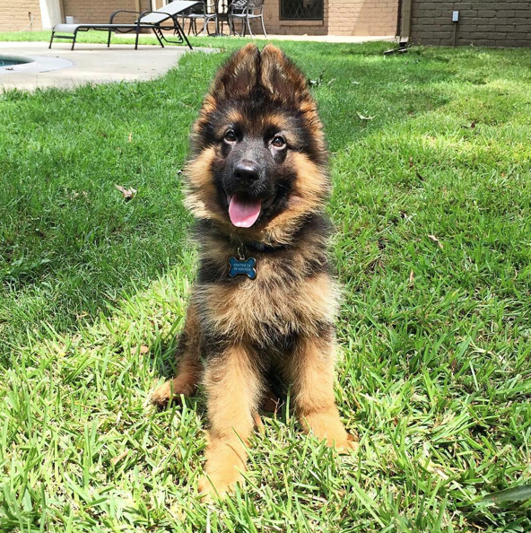 28 Of The Cutest German Shepherd Pups You'll Ever Meet BowWow Times CONE head