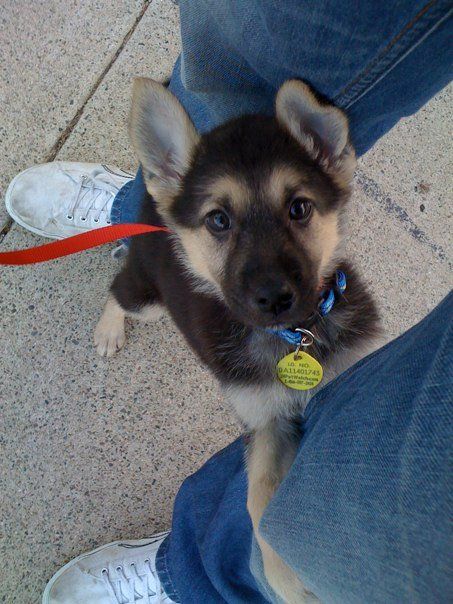 28 Of The Cutest German Shepherd Pups You'll Ever Meet BowWow Times GSD