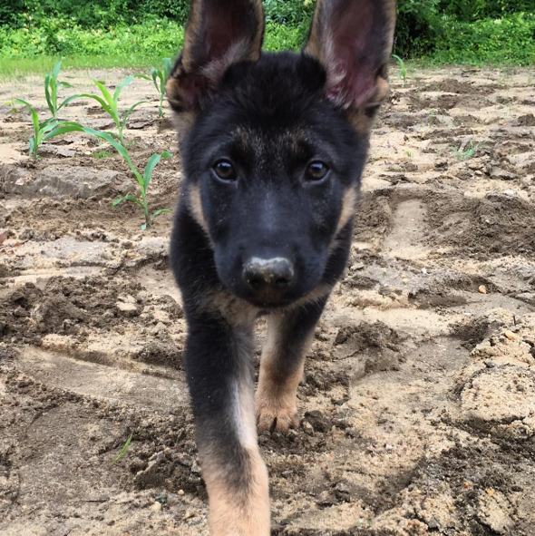 Screen Shot 2015-09-11 at 15.38.19