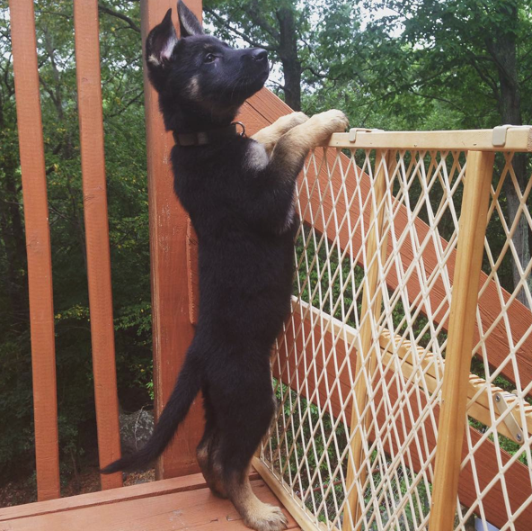 Screen Shot 2015-09-11 at 15.33.30