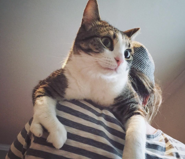 conseil-bonheur-chat-5