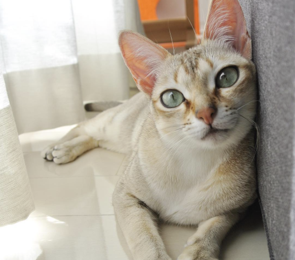 conseil-bonheur-chat-6