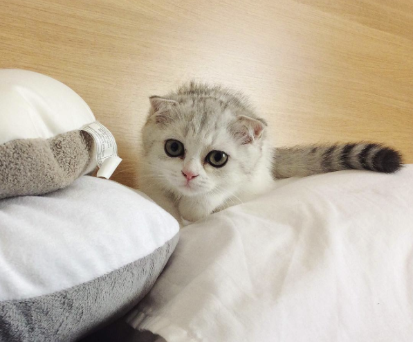 conseil-bonheur-chat-7