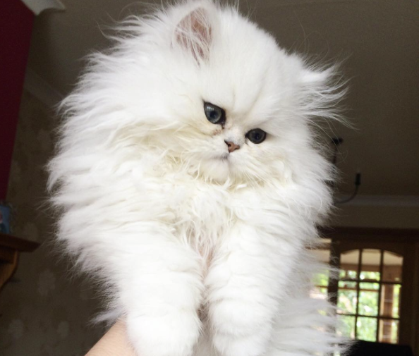 conseil-bonheur-chat-2