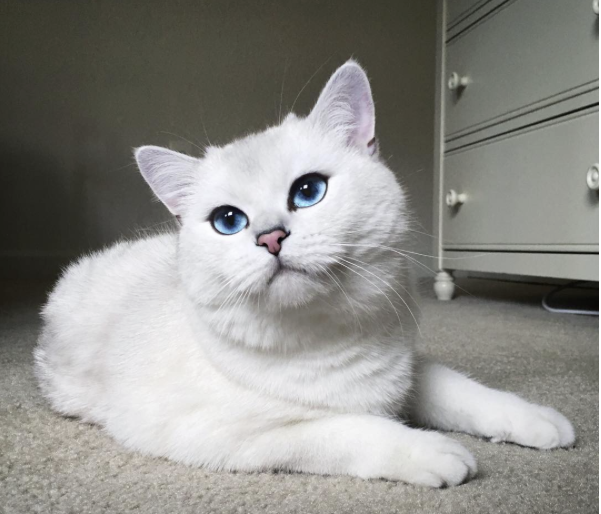 conseil-bonheur-chat-8