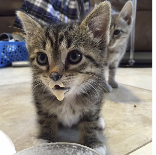 conseil-bonheur-chat-3